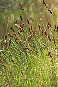 Carex simulata