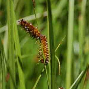 Carex utriculata