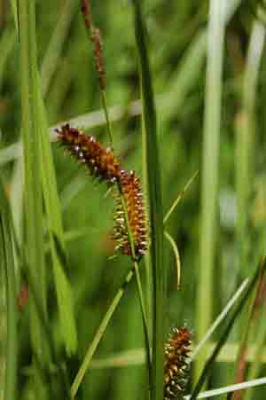 Carex utriculata