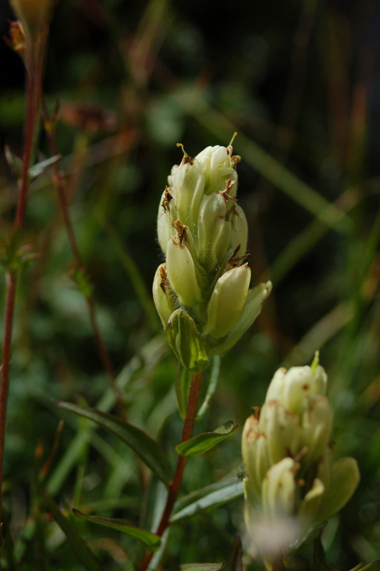 Castilleja sulphurea