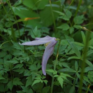 Clematis columbiana