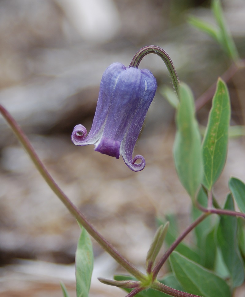 Clematis hirsutissima v. scottii
