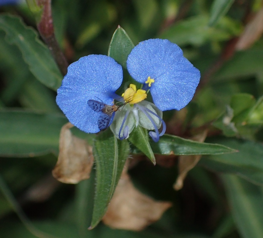 Commelina erecta