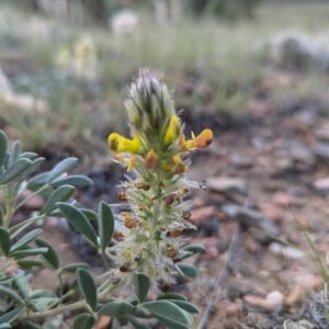 Dalea jamesii