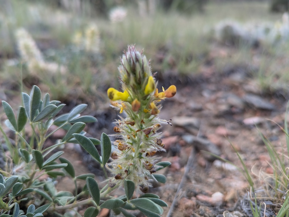 Dalea jamesii