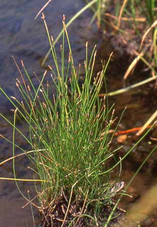 Eleocharis palustris