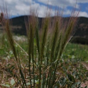 Boulder County Foothills Firewise