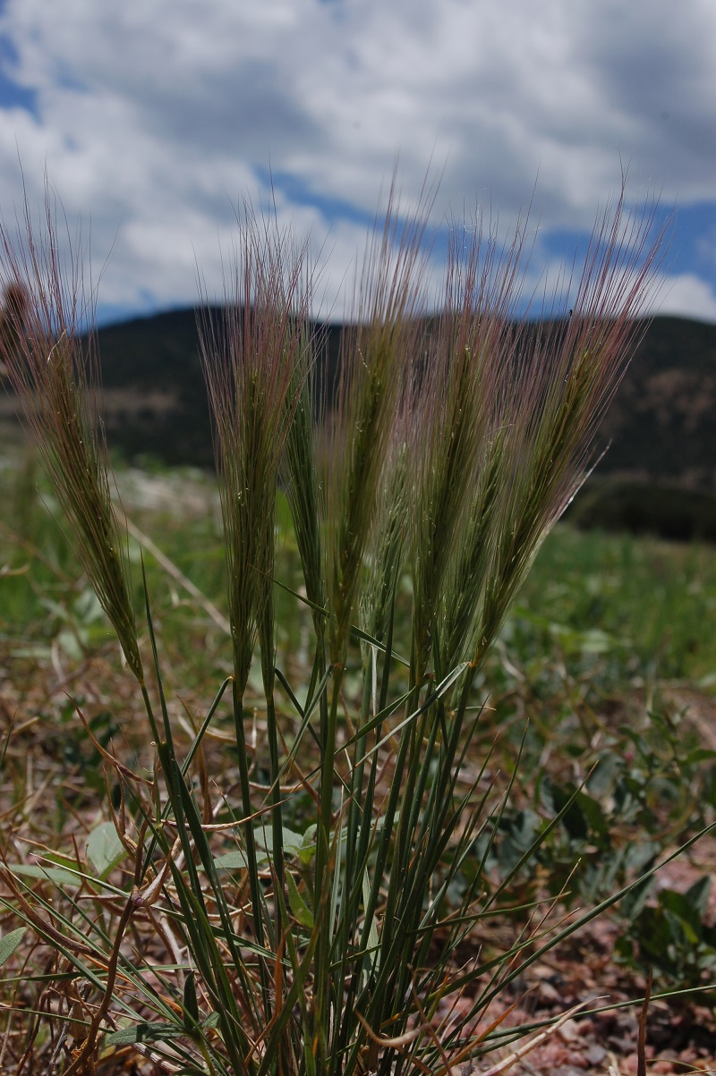 Boulder County Foothills Firewise