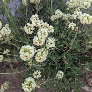 Eriogonum heracleoides