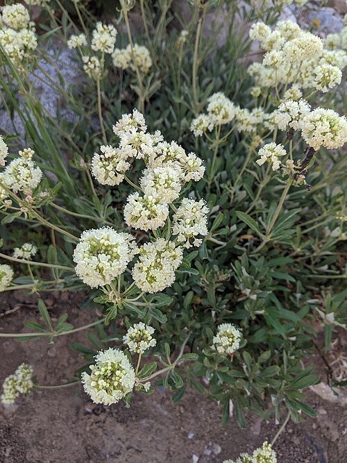 Eriogonum heracleoides