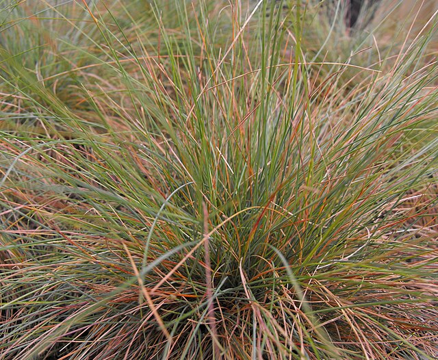 Sage Country Grasses