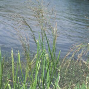 Glyceria grandis