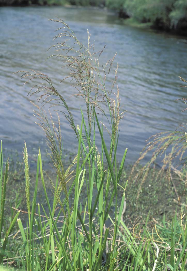 Glyceria grandis