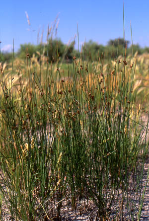 Juncus balticus