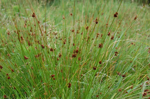 Juncus effusus