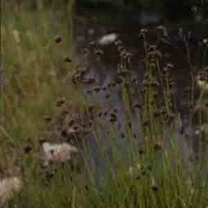 Juncus longistylis