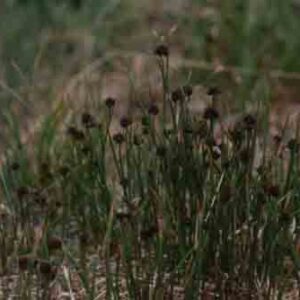 Juncus mertensianus