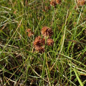 Juncus torreyi