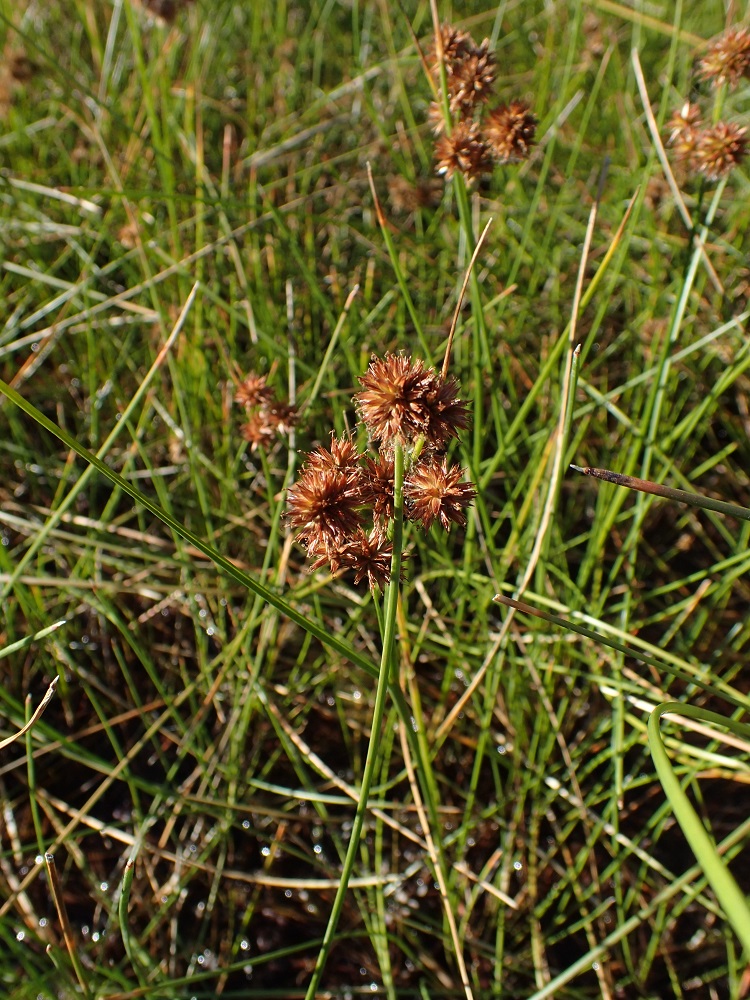 Juncus torreyi