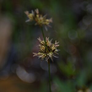 Juncus tracyi