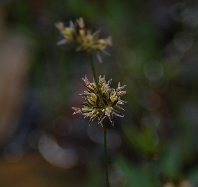 Juncus tracyi