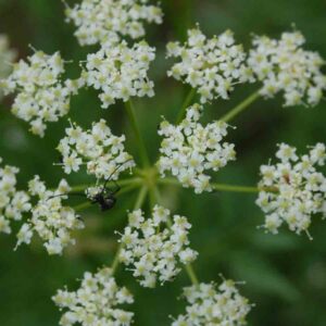 Ligusticum porteri
