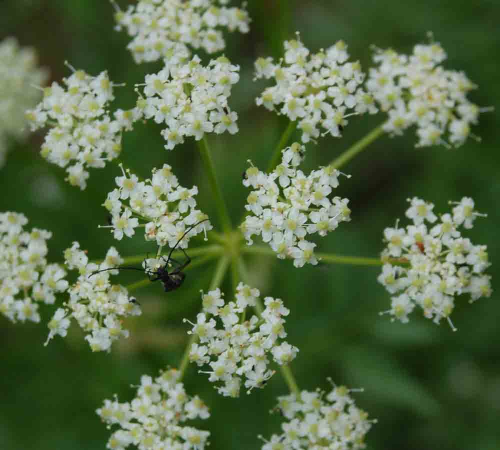 Ligusticum porteri
