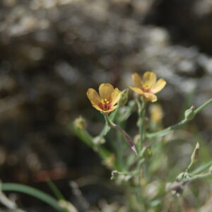 Linum puberulum
