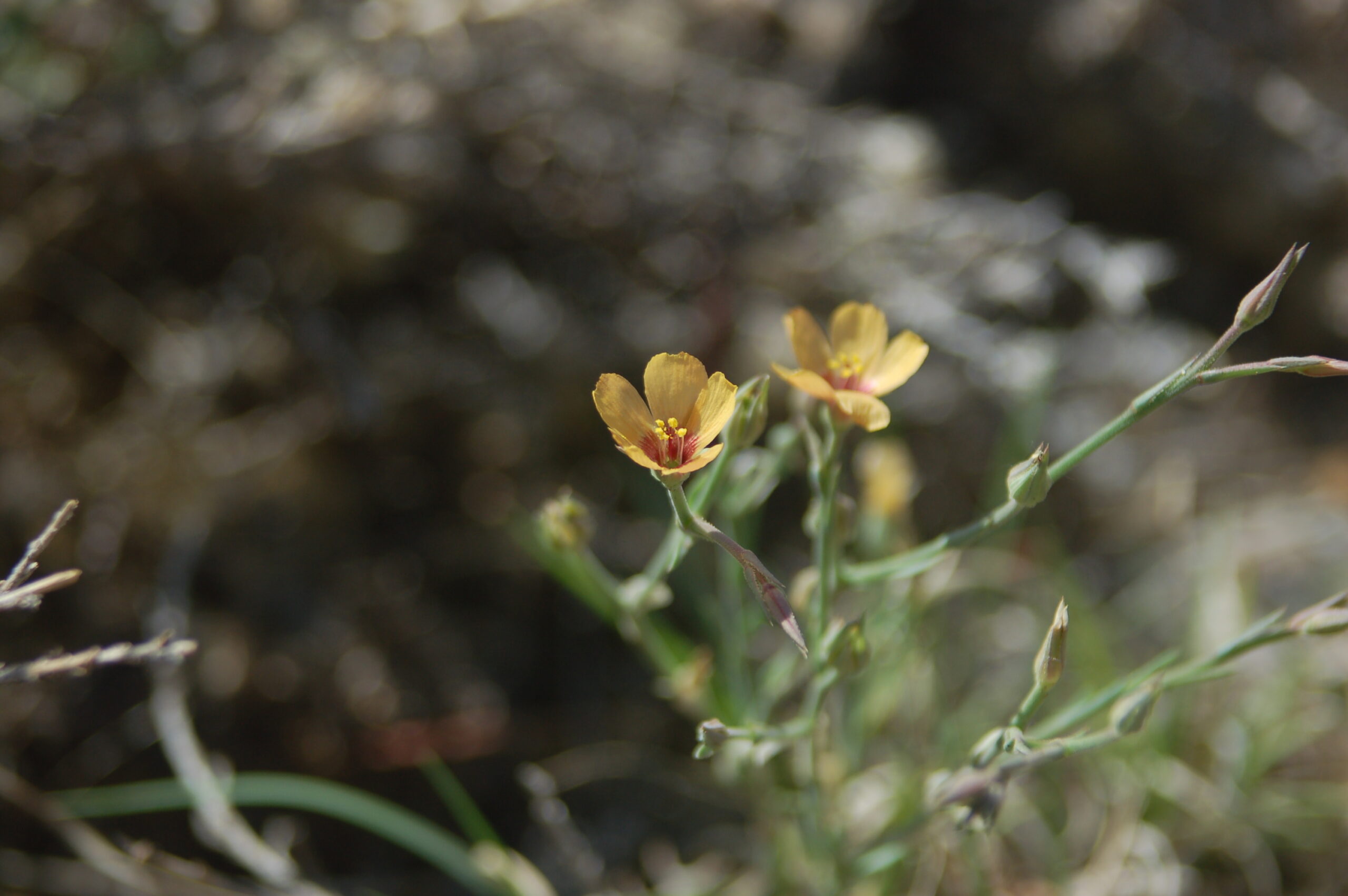 Linum puberulum