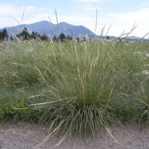Nassella viridula