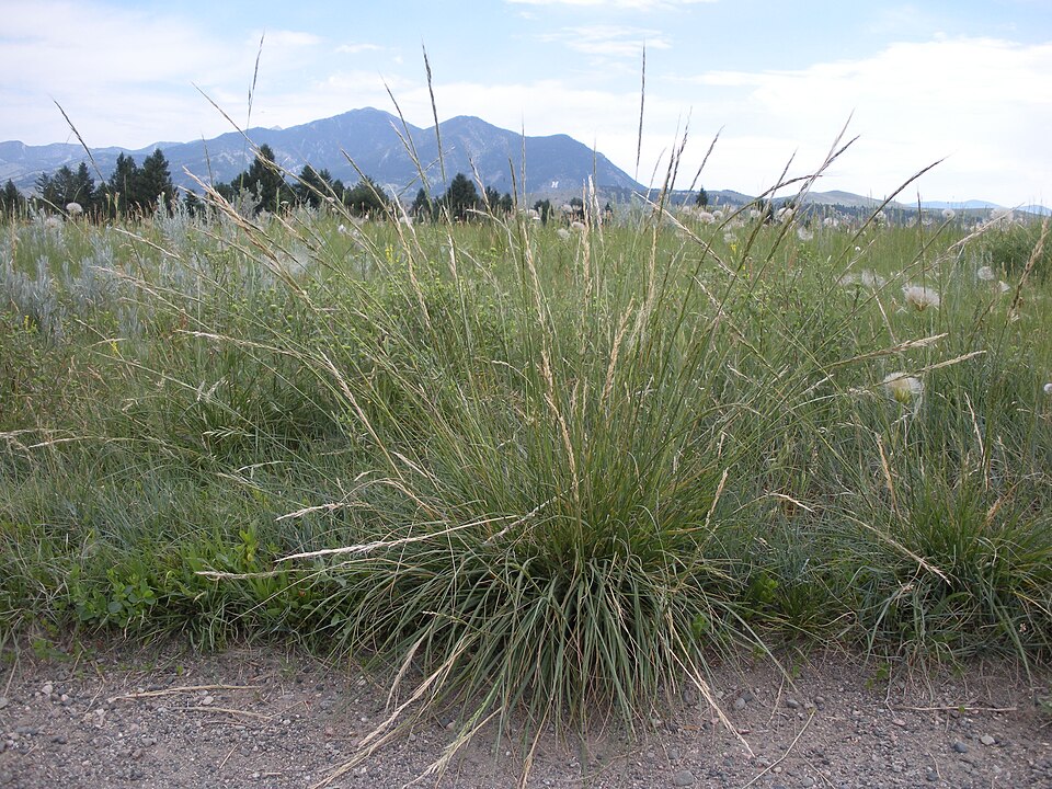 Nassella viridula