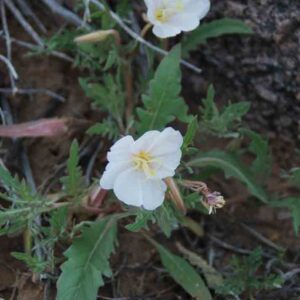 Oenothera albicaulis