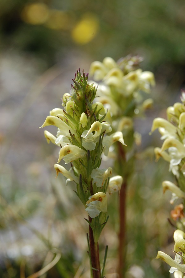 Pedicularis parryi