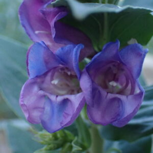 Penstemon glaber v. alpinus