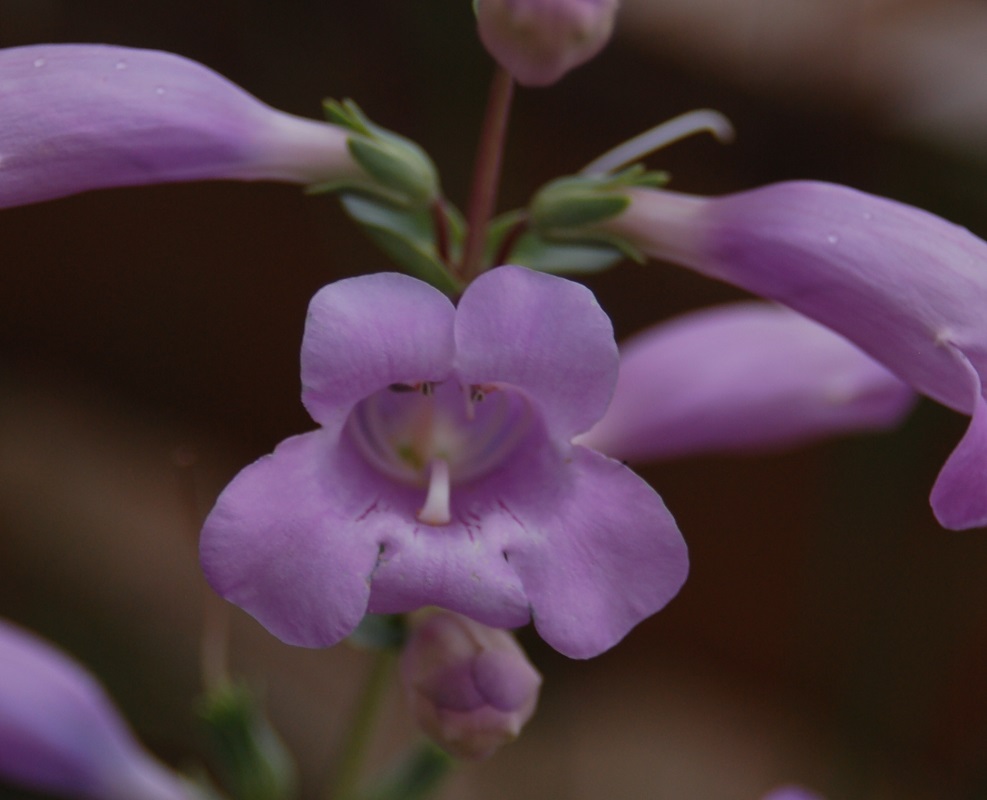 Penstemon grandiflorus