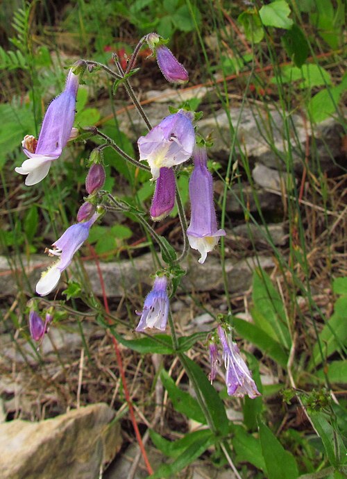 Penstemon hirsutus