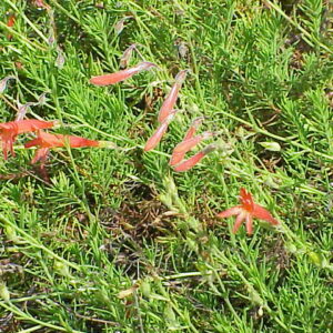 Penstemon pinifolius