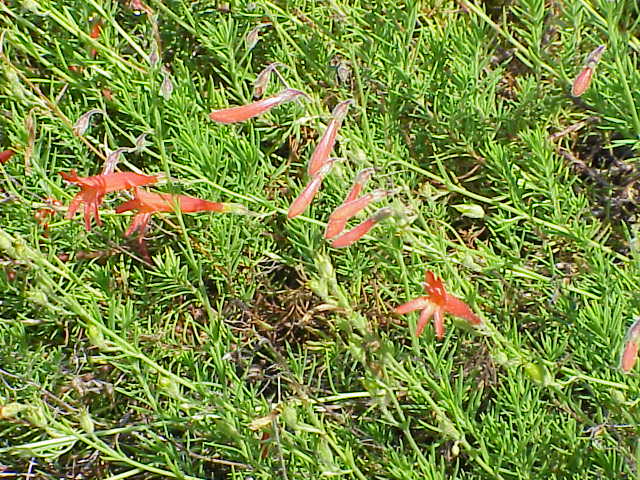 Penstemon pinifolius