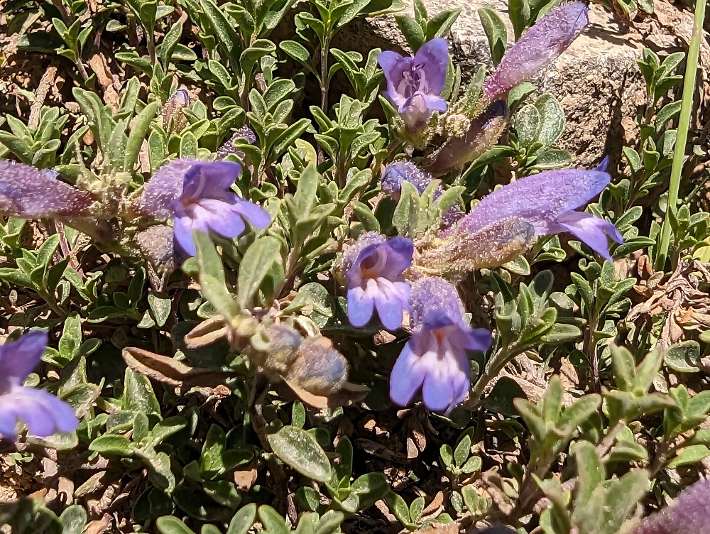 Penstemon teucrioides