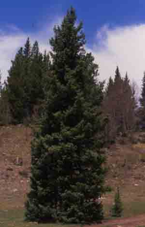 Picea engelmannii