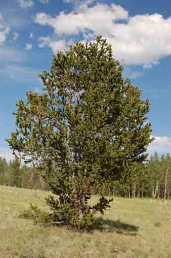 Pinus aristata