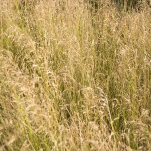 Poa palustris
