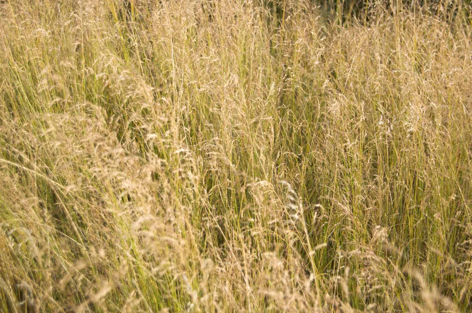 Poa palustris