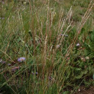 Poa secunda