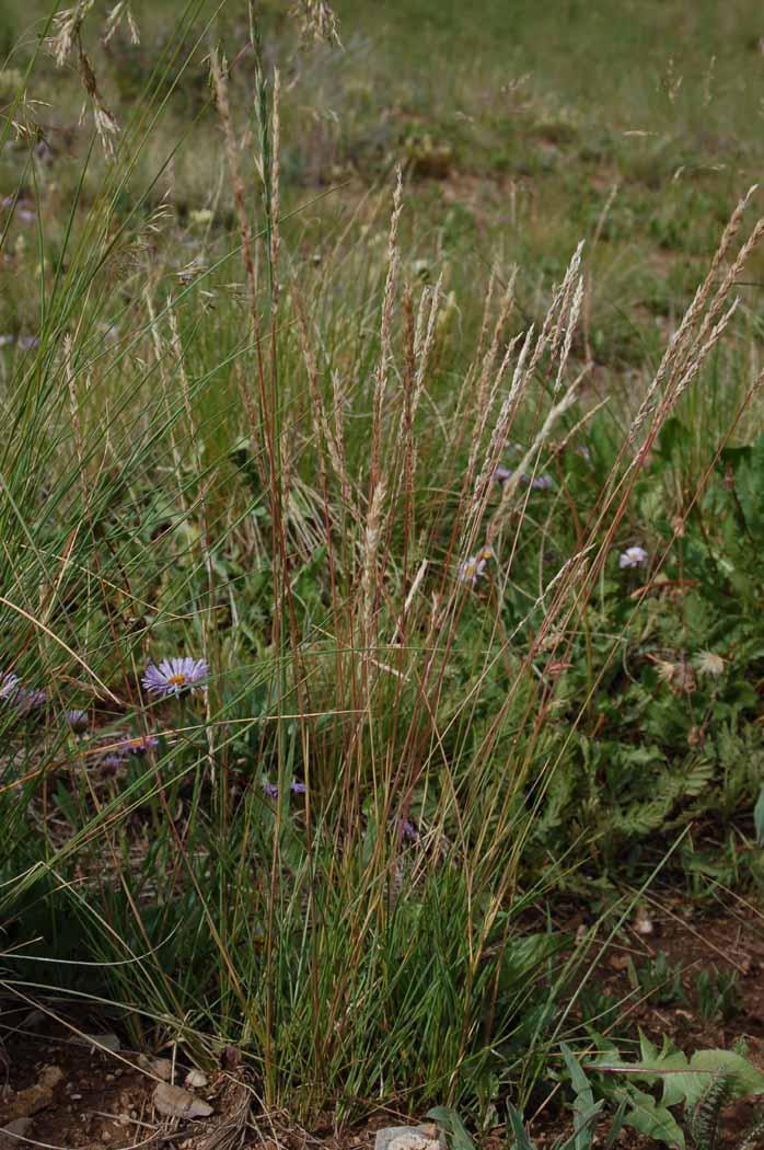 Poa secunda