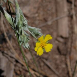 Potentilla hippiana