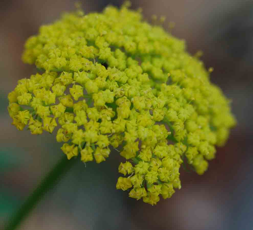 Pseudocymopterus montanus