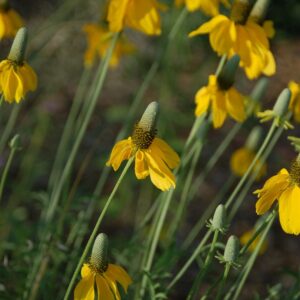 Ratibida columnifera