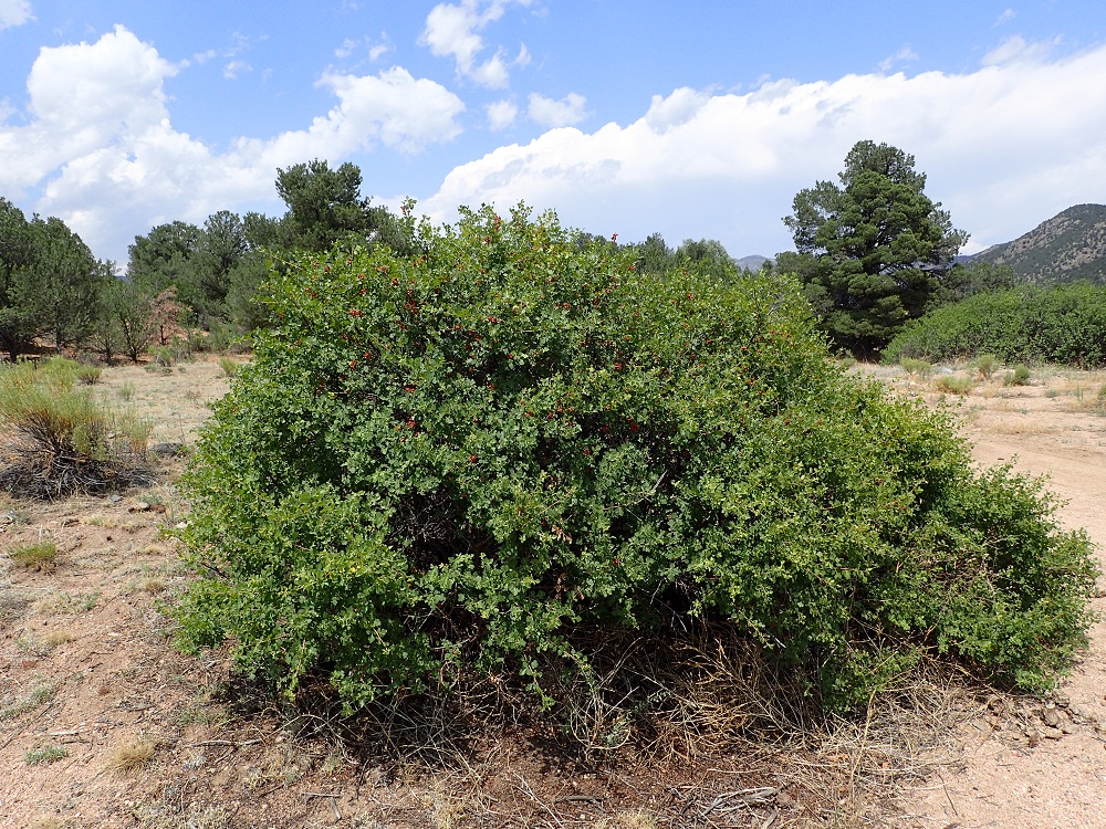 Rhus trilobata