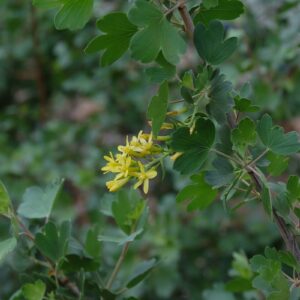 Ribes aureum